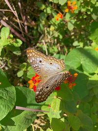 Butterfly on leaves