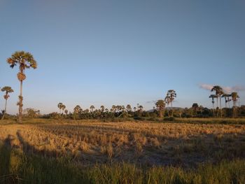 Scenic view of field against clear sky