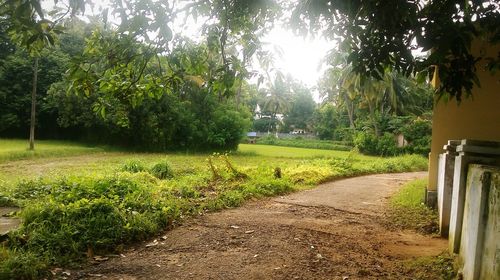 Dirt road amidst trees