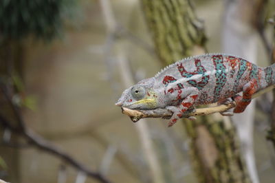Chameleon in the zoo of leipzig