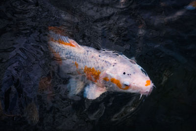 High angle view of fish swimming in sea