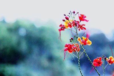 Close-up of flowers blooming against sky