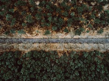 Full frame shot of plants