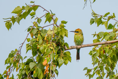 Low angle view of bird perching on tree against sky