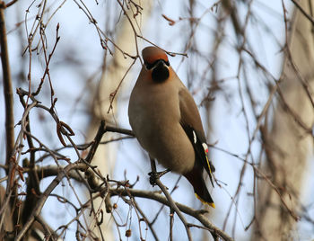 bird