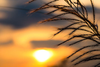 Close-up of stalks against sky at sunset