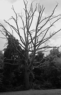 Bare trees against sky