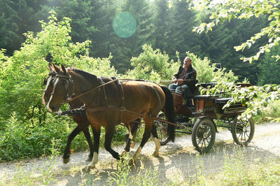 Horse standing on field