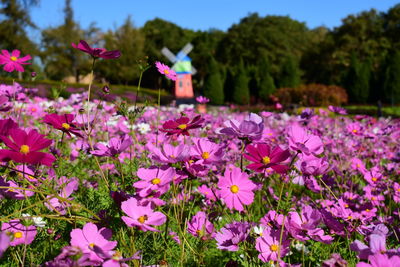 Close-up of pink flowering plants on field