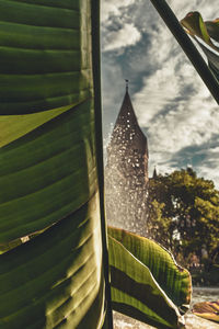 Close-up of leaves against building