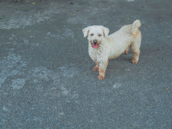 High angle view of dog standing on road