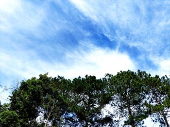 Low angle view of trees against sky