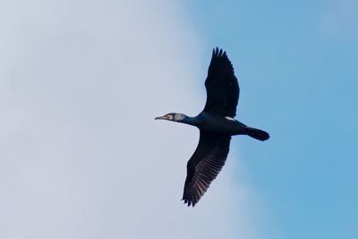 Low angle view of bird flying in sky
