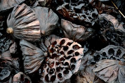 Close-up of leaves