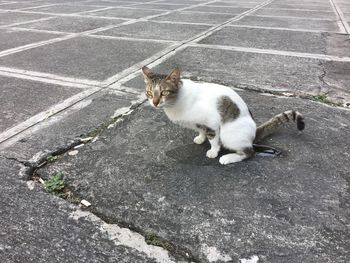 High angle view of cat