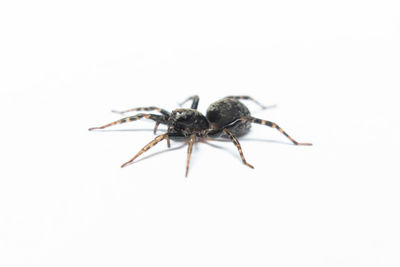 Close-up of spider on white background