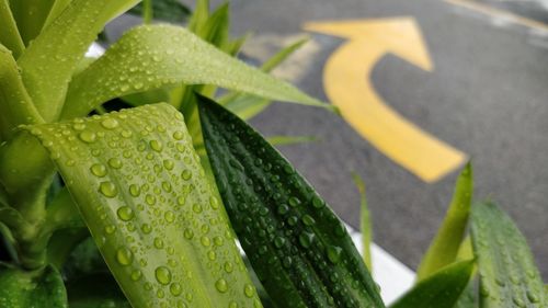 Close-up of wet yellow leaf on plant