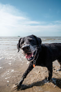 Dog on beach