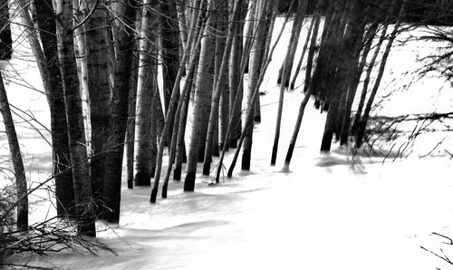 Panoramic shot of frozen trees in forest