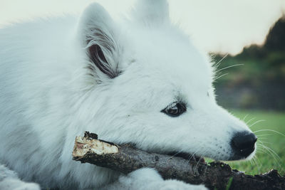 Close-up of dog looking at snow