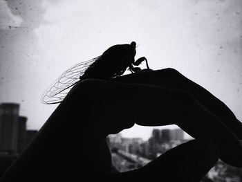 Cropped image of silhouette with insect by window against sky