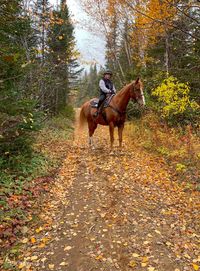 Girl riding horseback at footpath amidst trees during autumn