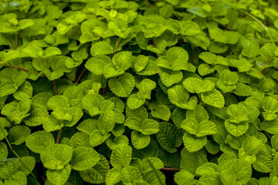 Full frame shot of leaves