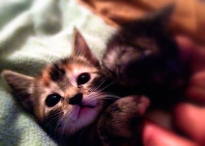 Close-up portrait of cat