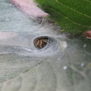 Close-up of a turtle