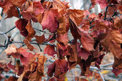 Close-up of dry leaves on tree