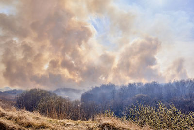 Dry grass burns in forest. clouds of colorful smoke fly across sky.grassroots natural fire.