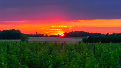 Scenic view of field against sky during sunset