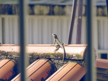 Bearded dragon on house roof