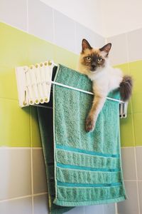 Close-up of cat in bathroom