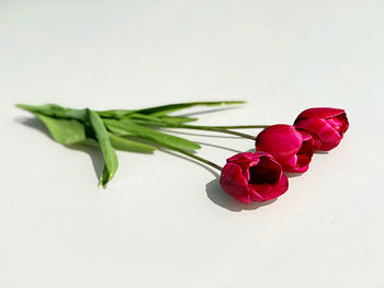 Close-up of rose against white background