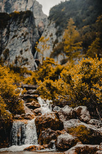 Scenic view of autumn trees and rocks