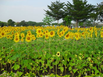 Yellow flowers growing on field