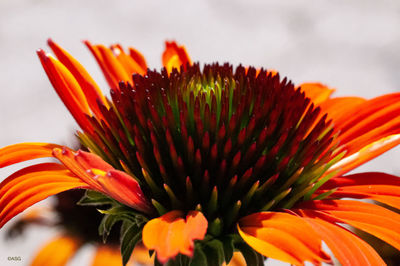 Close-up of orange flower