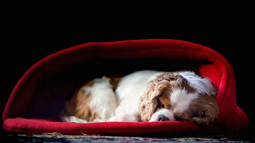 Close-up of dog sleeping