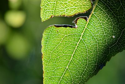 Close-up of green leaf