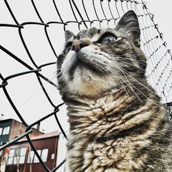 Close-up of cat against chainlink fence