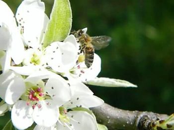 Close-up of insect on white flower