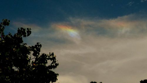 Low angle view of trees against rainbow in sky