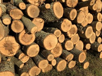 Full frame shot of logs in forest