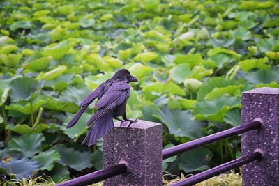 Raven corvus corax bird common beautiful  perched crow traditional japanese garden tokyo japan asia