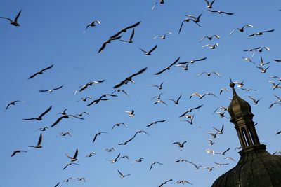 Low angle view of birds flying in the sky