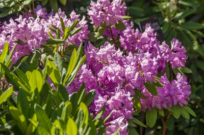 Close-up of purple flowering plants