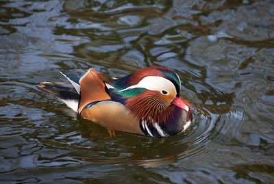 Duck swimming in lake