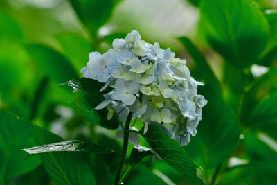 Close-up of white flowering plant