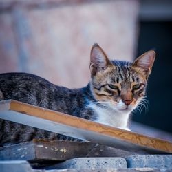 Close-up portrait of a cat